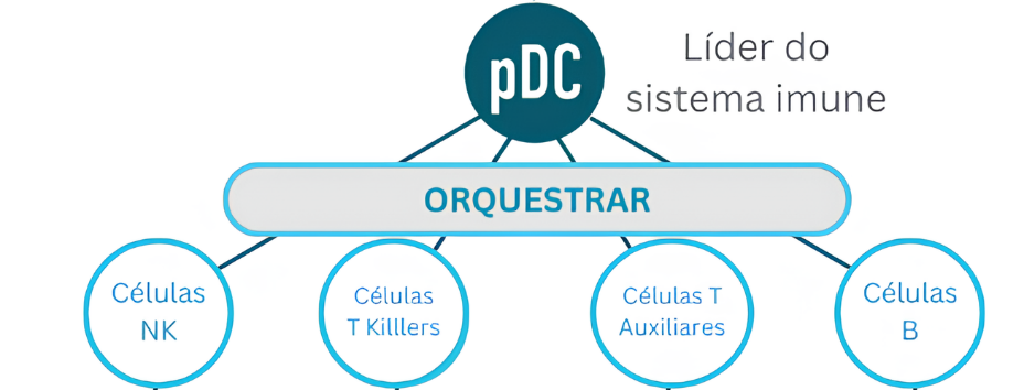 Célula Dendrítica Plasmocitoide (pDC) é um tipo raro de célula imune e líder na regulação da resposta imune.