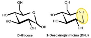 CONTROLA - Controle glicêmico - Semelhança estrutural entre o 1-desoxinojirimicina (DNJ) e a D-glicose.