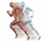 massa muscular - corrida - como aumentar a massa muscular