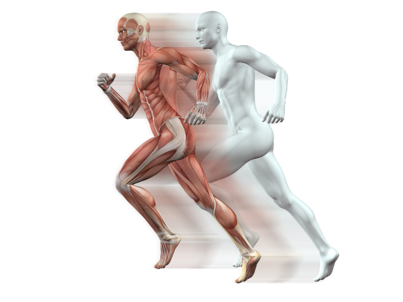 massa muscular - corrida - como aumentar a massa muscular