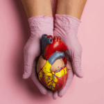 Pessoa segurando modelo de coração anatômico para fins educacionais - EpaPure