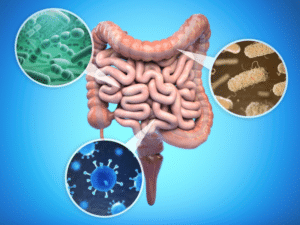 Ilustração do intestino e da microbiota em conteúdo sobre modulação intestinal, como melhorar a flora intestinal e regular a flora intestinal.