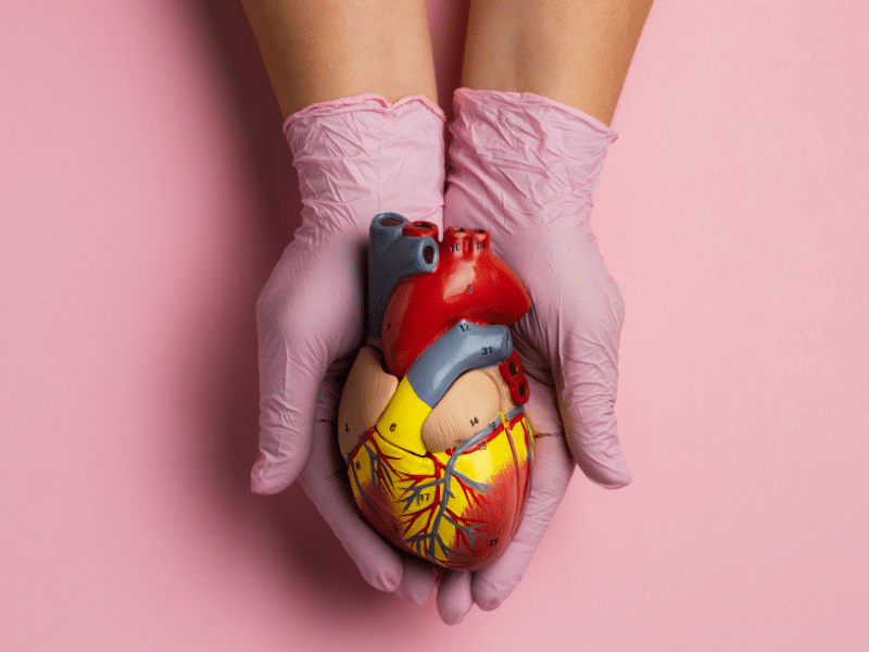 Mãos segurando modelo anatômico de coração, representando saúde cardiovascular, EPA puro e estratégias cardiometabólicas individualizadas.