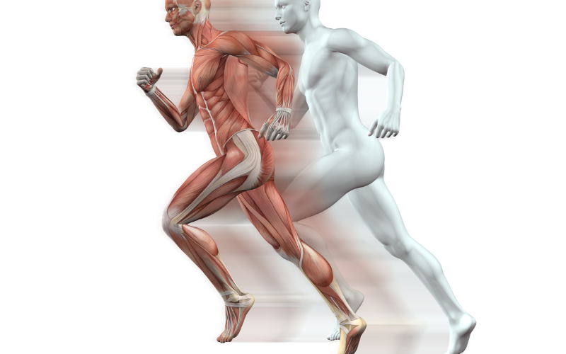 massa muscular - corrida - como aumentar a massa muscular