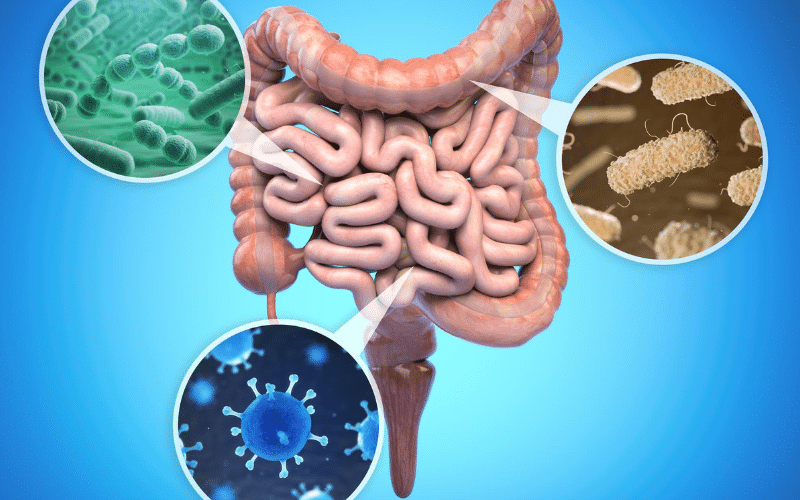 Ilustração do intestino e da microbiota em conteúdo sobre modulação intestinal, como melhorar a flora intestinal e regular a flora intestinal.