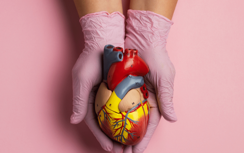 Mãos segurando modelo anatômico de coração, representando saúde cardiovascular, EPA puro e estratégias cardiometabólicas individualizadas.